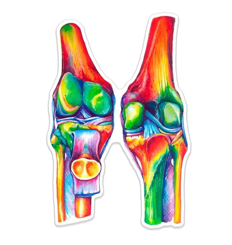 Sticker d'anatomie des genoux - Aquarelle