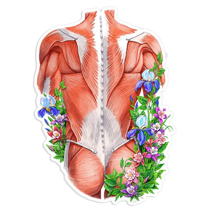Sticker d'anatomie des muscles du dos - Floral