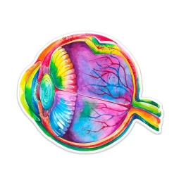 Sticker d'anatomie des yeux - Aquarelle