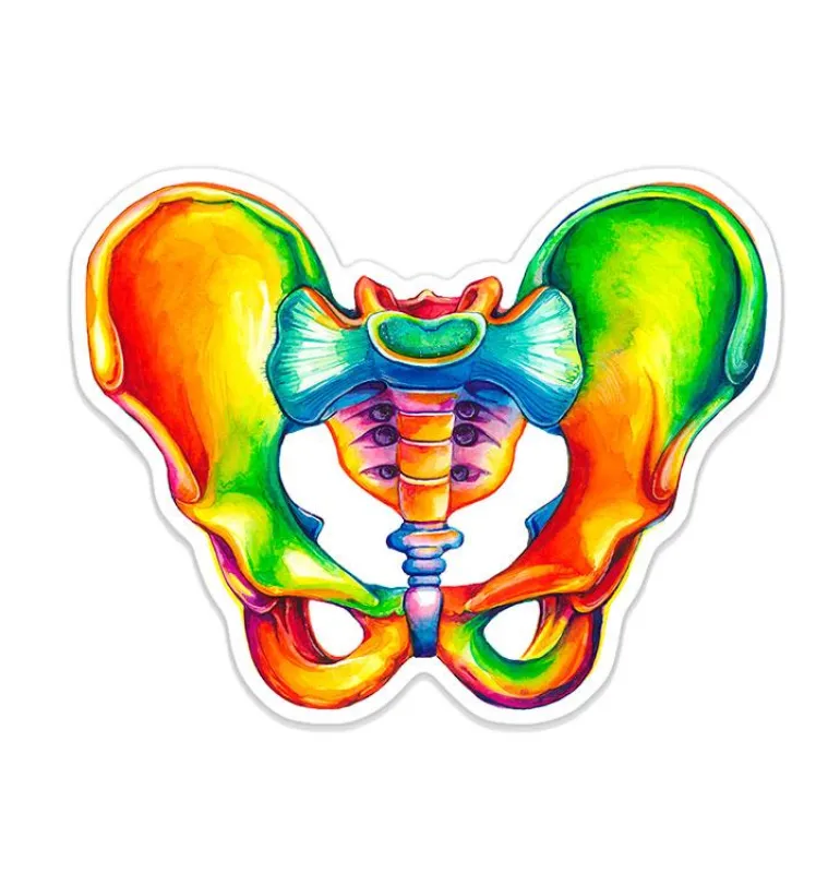 Sticker d'anatomie du bassin - Aquarelle