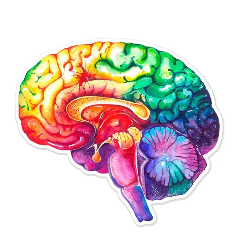 Sticker d'anatomie du cerveau - Aquarelle