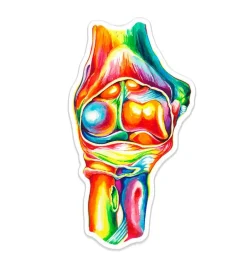 Sticker d'anatomie du coude - Aquarelle