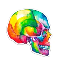 Sticker d'anatomie du crâne I - Aquarelle
