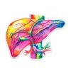 Sticker d'anatomie du foie - Aquarelle