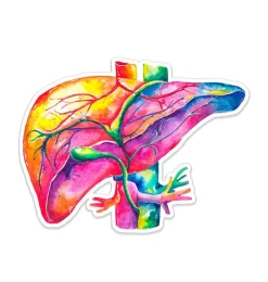 Sticker d'anatomie du foie - Aquarelle