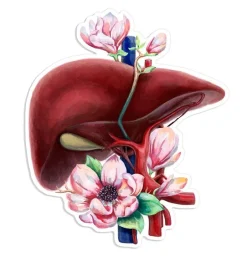 Sticker d'anatomie du foie - Floral