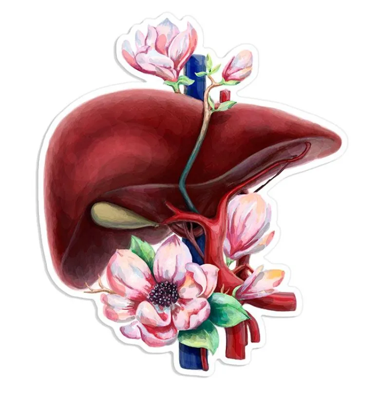Sticker d'anatomie du foie - Floral