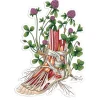 Sticker d'anatomie du pied II - Floral