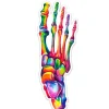 Sticker d'anatomie du pied - Aquarelle