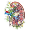Sticker d'anatomie du rein II - Floral