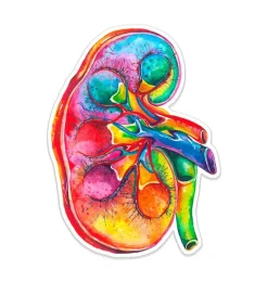 Sticker d'anatomie du rein - Aquarelle