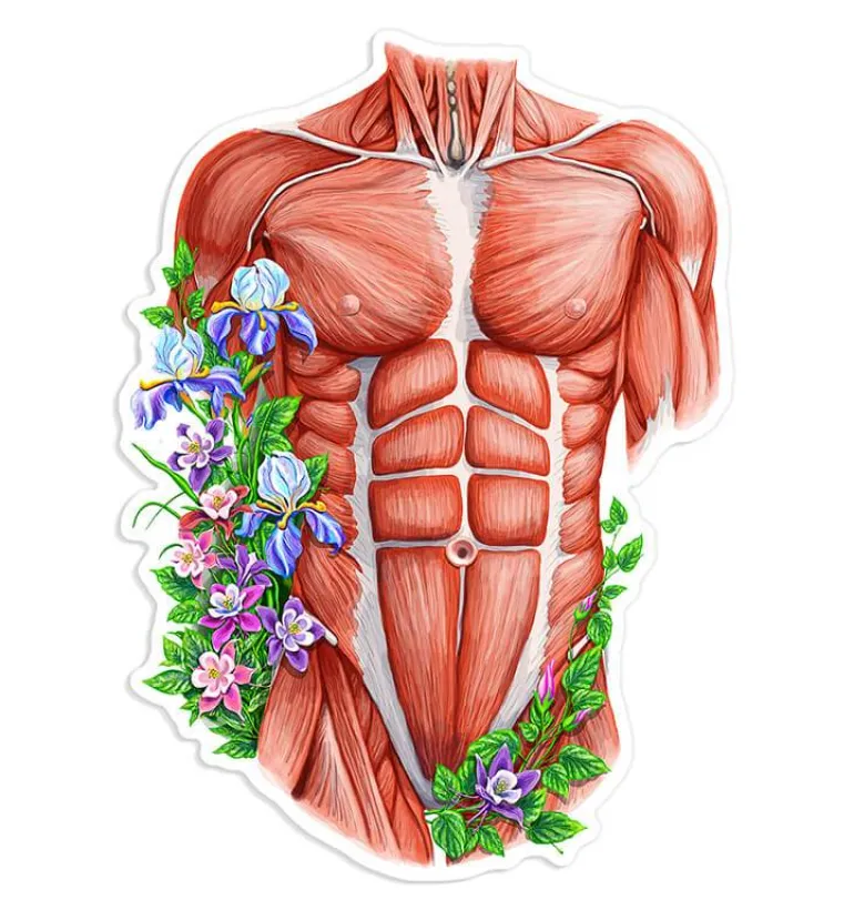 Sticker d'anatomie du torse masculin - Floral