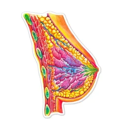 Sticker d'anatomie mammaire - Aquarelle
