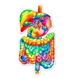 Sticker du système digestif - Aquarelle