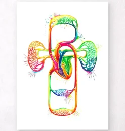 Système cardiovasculaire - Aquarelle