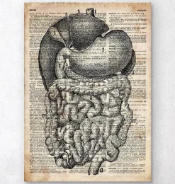 Système digestif - Ancien dictionnaire