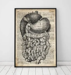 Système digestif - Ancien dictionnaire