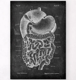 Système digestif - Chalkboard