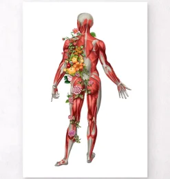 Système musculaire, vue arrière - Floral - Blanc
