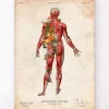 Système musculaire, vue arrière - Floral - Vintage