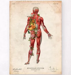 Système musculaire, vue arrière - Floral - Vintage