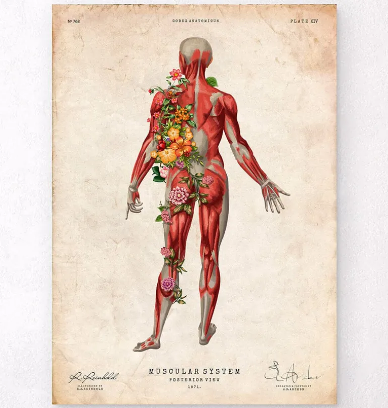 Système musculaire, vue arrière - Floral - Vintage