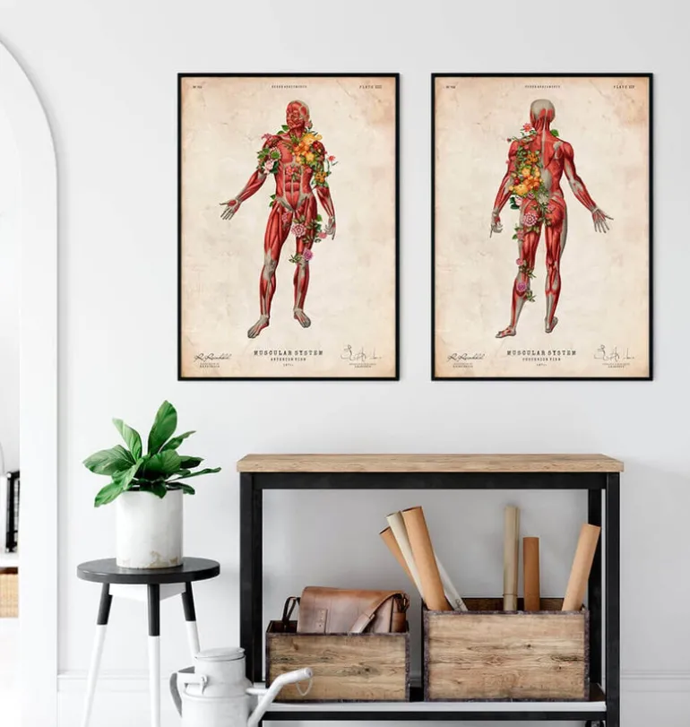 Système musculaire, vue arrière - Floral - Vintage