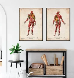 Système musculaire, vue de face - Floral - Vintage