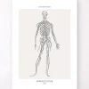 Système nerveux - Line Art
