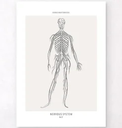 Système nerveux - Line Art