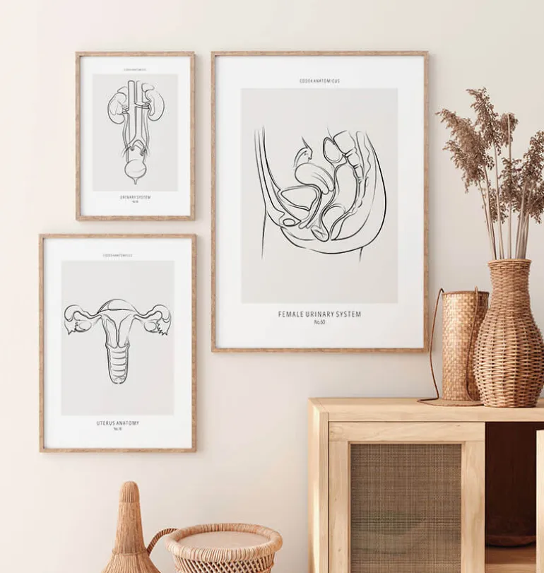 Système urinaire féminin - Line Art