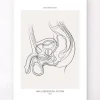 Système urinaire masculin - Line Art