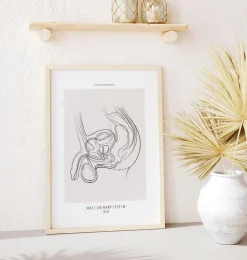 Système urinaire masculin - Line Art