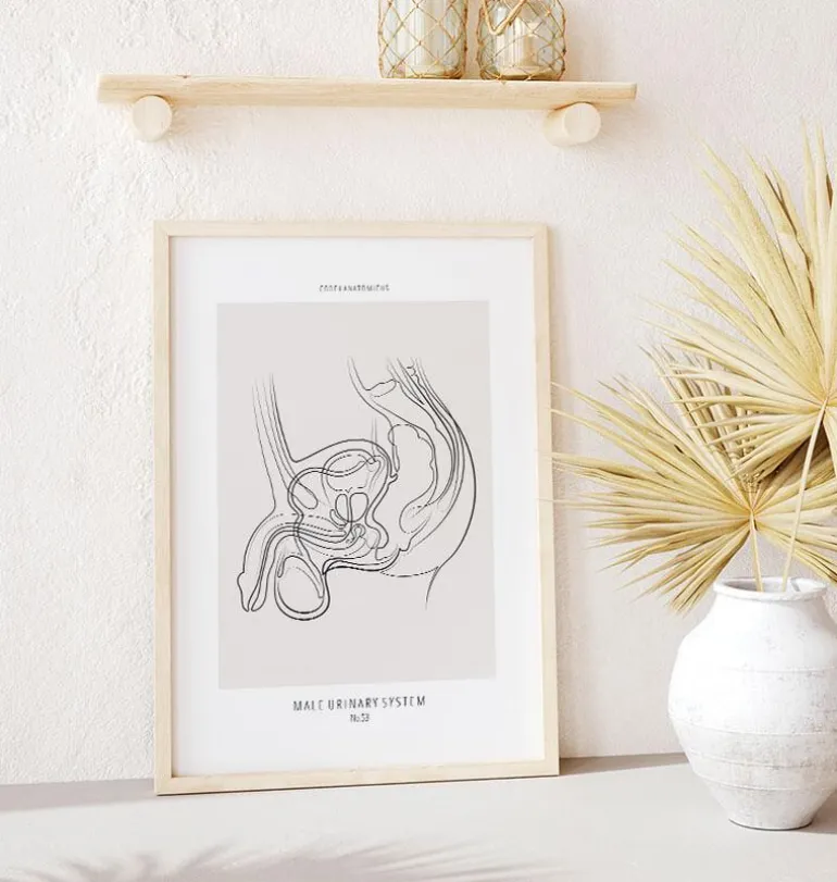 Système urinaire masculin - Line Art