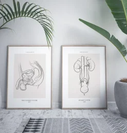 Système urinaire masculin - Line Art