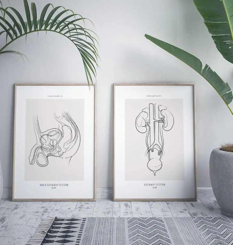Système urinaire masculin - Line Art