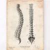 Tableau d'anatomie de la colonne vertébrale