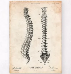Tableau d'anatomie de la colonne vertébrale