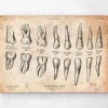 Tableau d'anatomie des dents