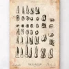Tableau des dents vintage