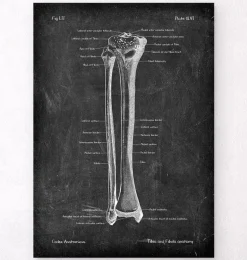 Tibia et fibula - Chalkboard