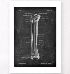 Tibia et fibula - Chalkboard