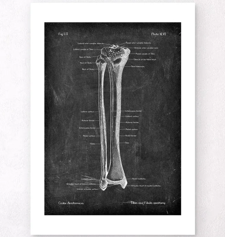 Tibia et fibula - Chalkboard