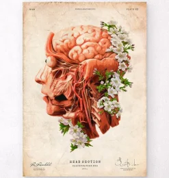 Tête, cerveau et artères - Floral - Vieux papier