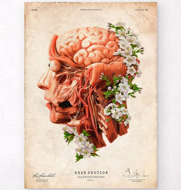 Tête, cerveau et artères - Floral - Vieux papier
