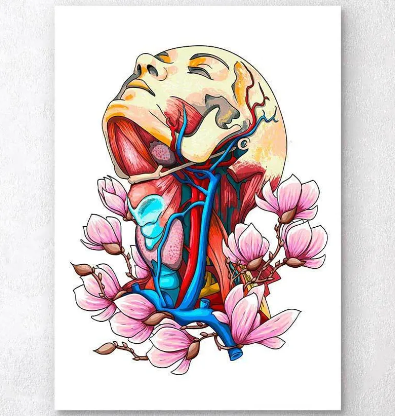 Tête, cou et artères - Anatomie florale