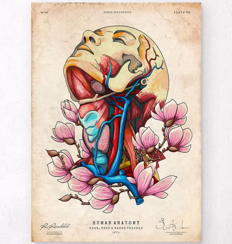 Tête, cou et artères - Floral - Vieux papier