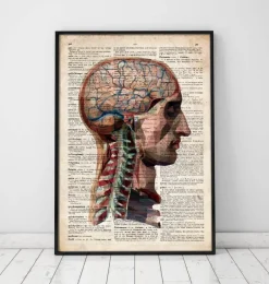 Tête et cerveau - Dictionnaire