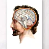 Tête et cerveau géométriques II