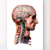 Tête et cerveau géométriques